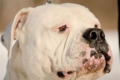 No junk!! No health issues!! Please look at the information at this link and make sure that an American Bulldog is right for you
