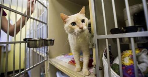 No kill cat shelter near me. Things To Know About No kill cat shelter near me. 