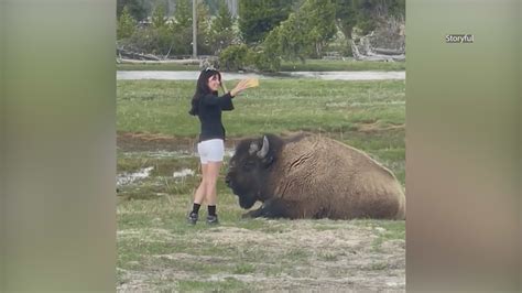 No selfie control? Woman caught taking risky photo with bison