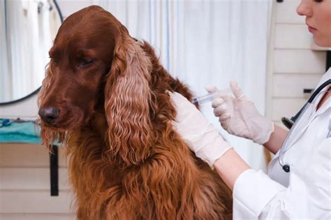No shots for Spot? Study finds owners’ vaccine hesitancy can extend to pet dogs