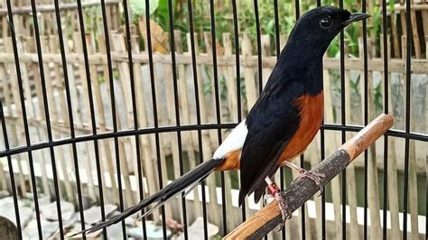 No togel burung murai batu. Gacor main slot hari.