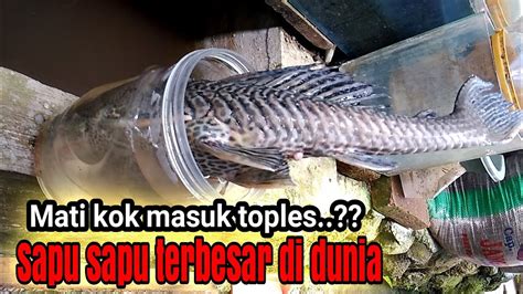 No togel ikan sapu sapu. No keluar hongkong.