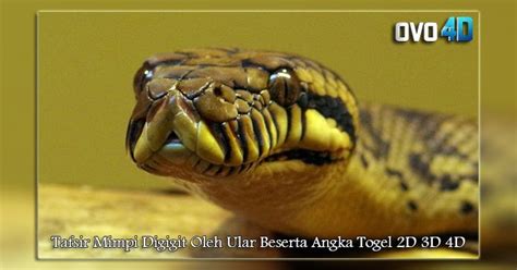 No togel mimpi dikejar ular kobra. Situs slot deposit via pulsa indosat.