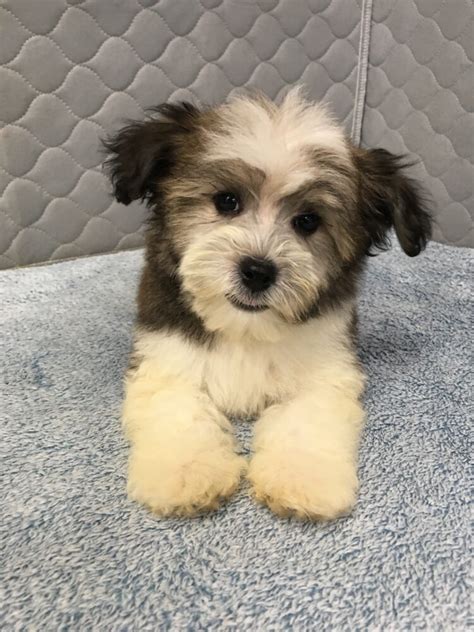  Breeder Havanese Puppies since 1996. We Hand Deliver... Noahs Little Ark, Chickamauga, Georgia. 42,776 likes · 191 talking about this · 39 were here. Breeder ... . 