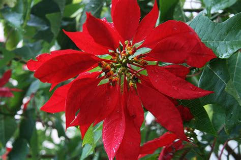 Nochebuena (flor) WordReference Forums