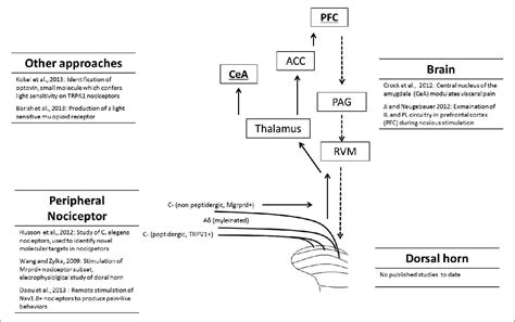 Nociception and pain: lessons from optogenetics - PubMed