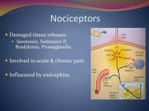 Nociceptor Definition & Meaning - Merriam-Webster