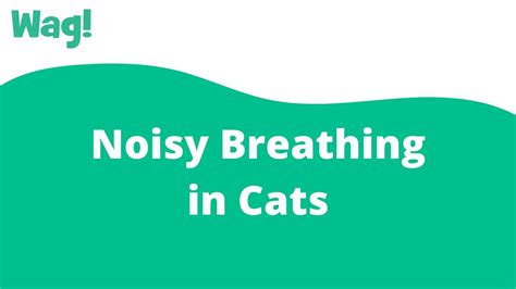 Noisy Breathing? TheCatSite