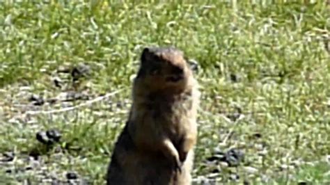 Noisy gophers - YouTube