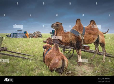 Nomadic Movement Leaked [PPV] 201 Vids