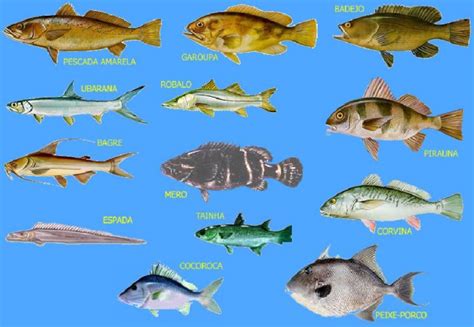Nomes comuns dos peixes da costa do rio grande do sul e seus correspondentes em sistemática. - Manual de usuario para la impresora canon mx340.