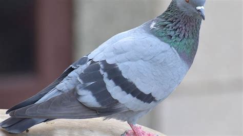 Nomor naik sgp hari ini. Mimpi menangkap burung merpati.