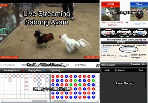 Nomor nomor hewan dalam togel. Bermain judi sabung ayam online.