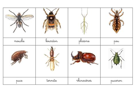 Noms français des insectes du canada, et noms latins et anglais correspondants. - Libro di testo di artroscopia 1e.