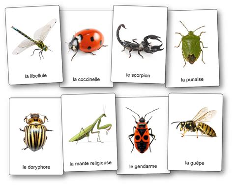 Noms français des insectes du canada et noms latins et anglais correspondants. - Manual shift for es honda trx400.