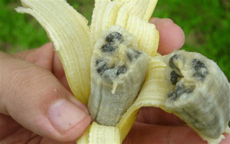Non gmo banana. Things To Know About Non gmo banana. 