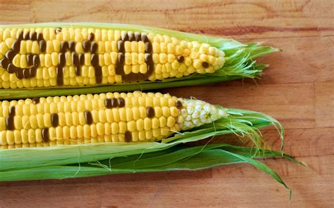 Non gmo corn. All heirloom seeds are non-GMO. GMO stands for Genetically Modified Organism, and means the seeds have been genetically altered in a lab using recombinant DNA technology, often implanted with genes from unrelated species they could not naturally breed with. For example, some GMO corn has been altered with genes from bacteria … 
