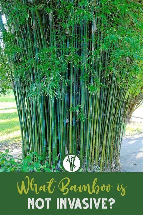 Non invasive bamboo. 3 - 4' plant Clumping, non-invasive ... A striking bamboo with very small leaves on slender culms, making it perfectly suited for privacy screens; bright yellow- ... 