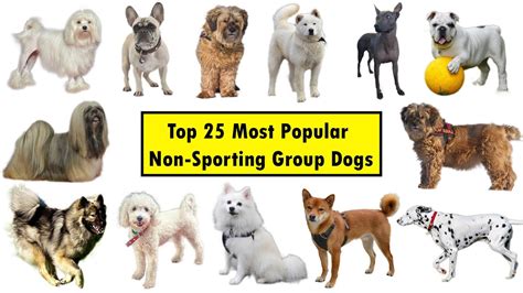 Non-Sporting Dog Breeds Purina