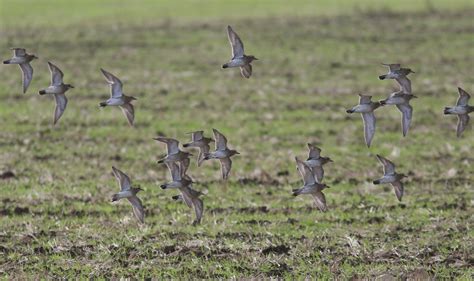 Non-Stop Birding: Oakley Airfield -