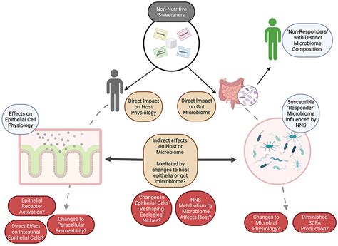 Non-caloric artificial sweeteners and the microbiome: …