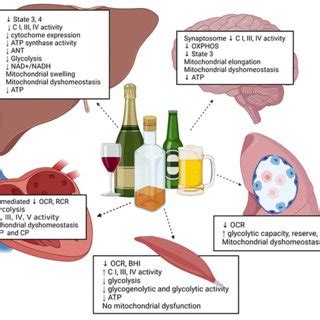 Non-drinker translation