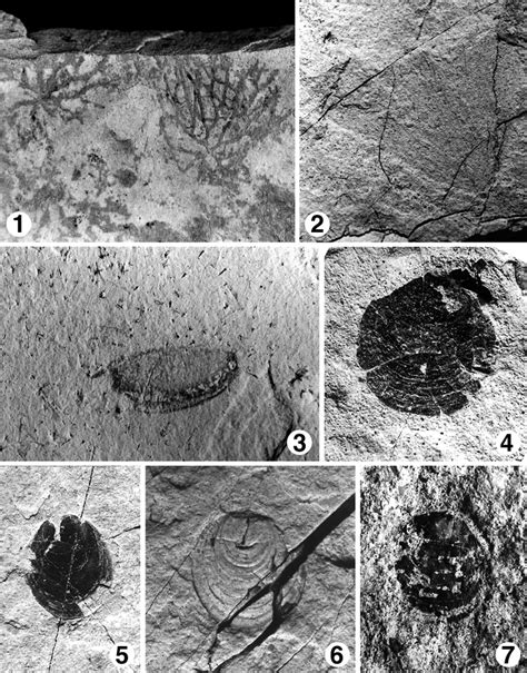 Non-trilobite arthropods from the Silver Peak Range, Nevada