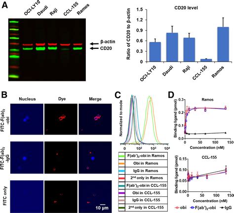 Noninvasive Evaluation of CD20 Expression Using