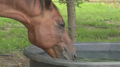 Nonprofit in Wildwood asks for ice donations to keep horses cool amid heatwave