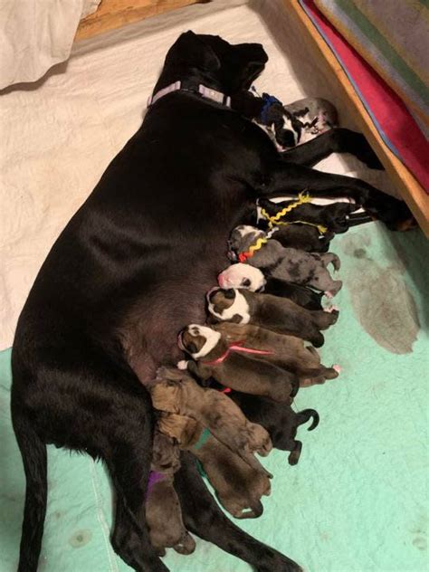 Nonprofit says fosters needed after rescue Labrador Retriever gives birth to 14 puppies