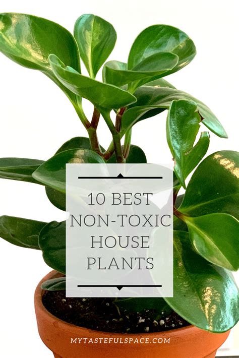 Nontoxic Houseplants for Kids, Cats and Dogs