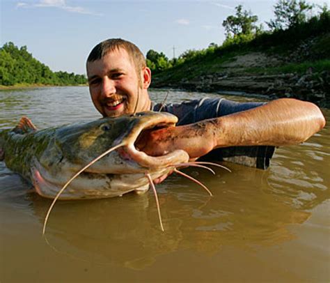 Noodling catfish. Things To Know About Noodling catfish. 