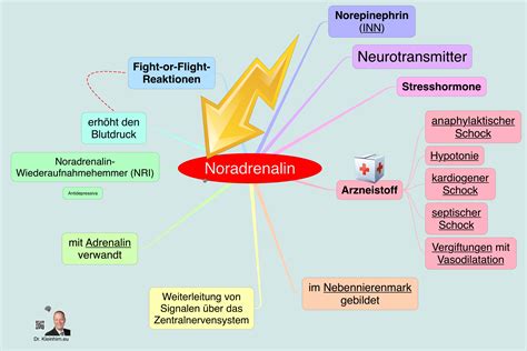 Noradrenalin funktion