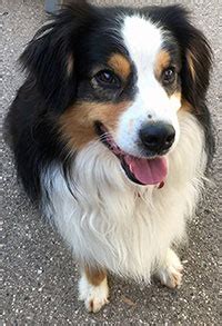 NorCal Aussie Rescue, Inc. 10556 Combie Road #6200 Auburn, CA 95602: Kim Kuenlen, President phone: 530 268-1600 email: kim@norcalaussierescue.com: Webmaster email: info@norcalaussierescue.com: NorCal Aussie Rescue is based in Sacramento, California. We'd love to hear from you.. 