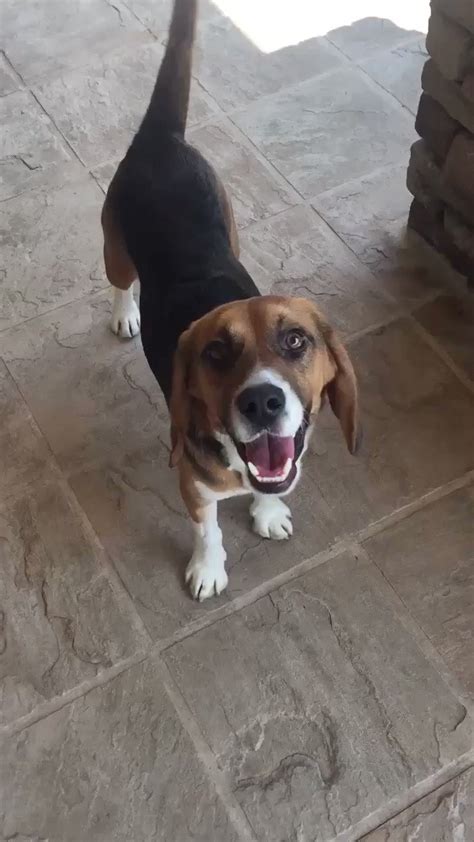 Norcal beagle rescue. Things To Know About Norcal beagle rescue. 