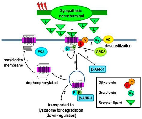 Norepinephrine, the beta-adrenergic receptor, and immunity