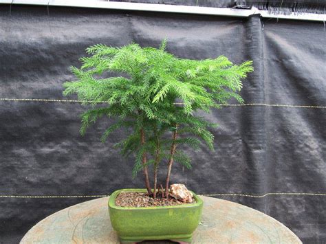 Norfolk Island Pine Bonsai Tree Care Home and Garden Designs