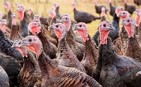 Norfolk Turkeys – Green Pastures Garden Centre