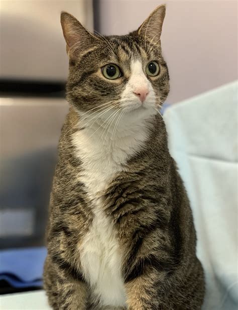 Norfolk spca adoption center. The Norfolk SPCA is a shelter that provides quality care and adoptions for companion animals in Norfolk, VA. You can find pets for adoption by age, size, breed, and more. Learn about their adoption policy, fees, and hours on Petfinder. 