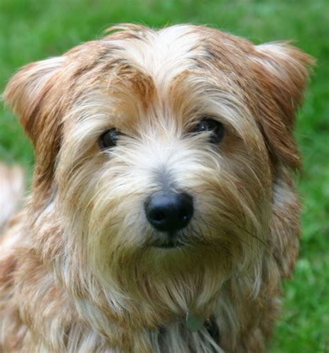 Norfolk terrier norfolk terrier dog complete owners manual norfolk terrier book for care costs feeding grooming. - Manuale mercedes benz e200 aria condizionata.