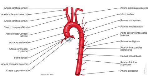 Normalna veličina aorte