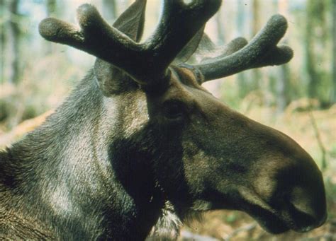 North America’s first known case of a rabid moose confirmed in western Alaska
