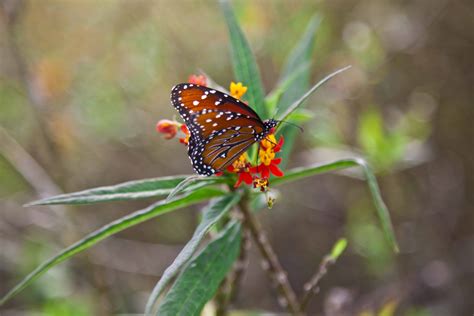 North American Butterfly Association (NABA)