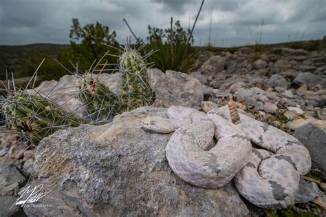 North American Field Herping Association