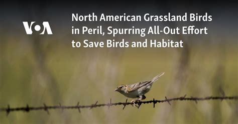 North American grassland birds in peril, spurring all-out effort to save birds and their habitat