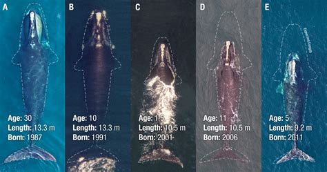 North Atlantic Right Whales Are Getting Smaller As Humans