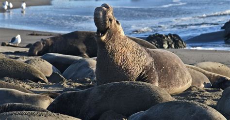 North Bay beach closed due to elephant seals
