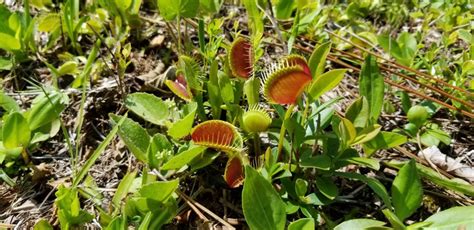 North Carolina’s Favorite Carnivorous Plant is Coming into Bloom