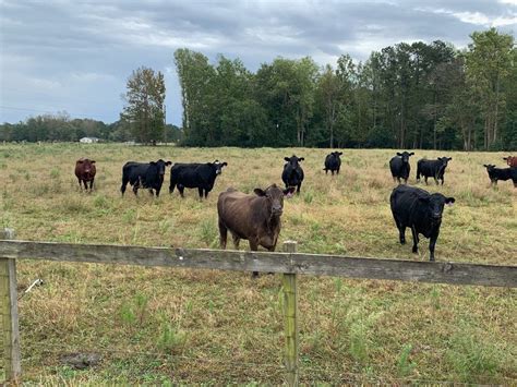 North Carolina Cattle Prices