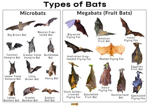 North East Scotland Bat Group